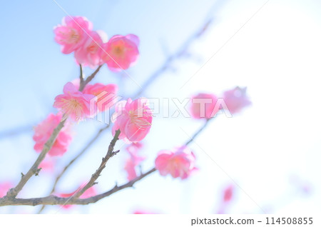 紅梅花在平靜的春日盛開-早春圖像 114508855