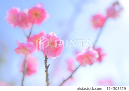 Red plum blossoms blooming on a calm spring day - an image of early spring Red plum blossoms blooming on a calm spring day - an image of early spring 114508859