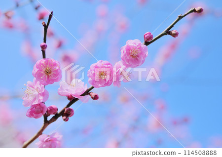 Red plum blossoms blooming on a calm spring day - an image of early spring Red plum blossoms blooming on a calm spring day - an image of early spring 114508888