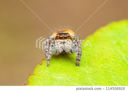 Jumping spider (Cat jumping spider) waiting for prey on a leaf 114508920