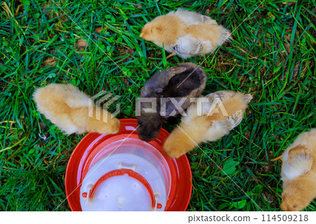 Several small chickens are eating from special feeder in countryside farm. 114509218