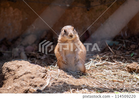 Ogro草原土撥鼠 114509220