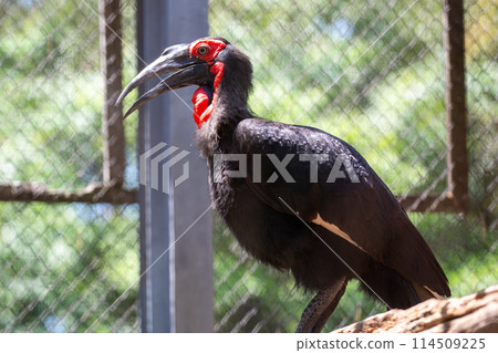 Southern hornbill Southern hornbill 114509225