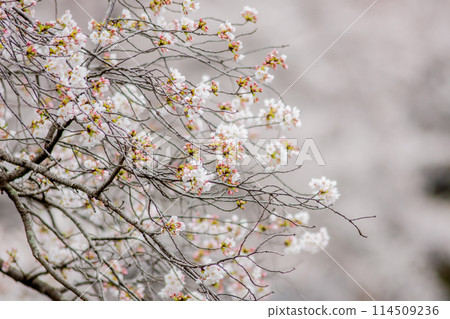 Cherry Blossoms	 114509236