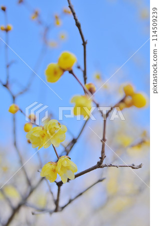 藍天梅花盛開-早春形象 114509239