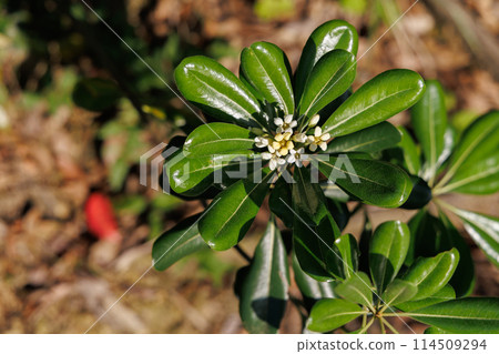 A door I found on a forest walk A door I found on a forest walk 114509294