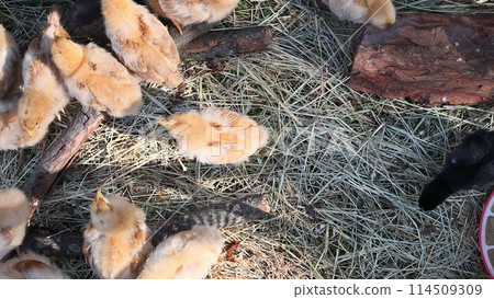 During sunny summer day, cute little furry chickens are strolling 114509309