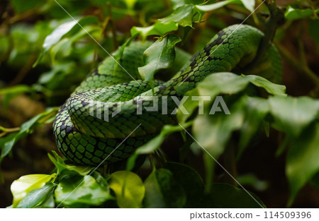 green snake on a branch among green leaves green snake on a branch among green leaves 114509396