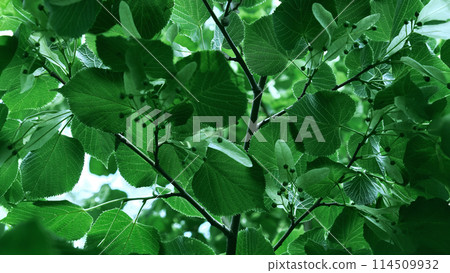 Green leaves widescreen vertical background. 114509932