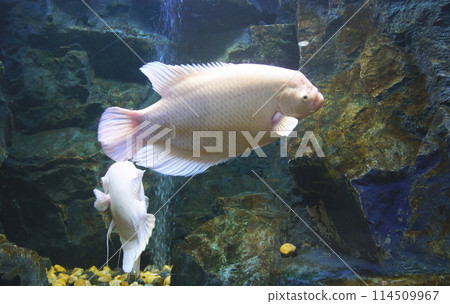 Giant gourami fish in aquarium tank Giant gourami fish in aquarium tank 114509967