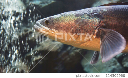 Giant snake head fish in aquarium tank 114509968