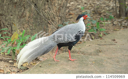 Male silver pheasant in forest 114509969