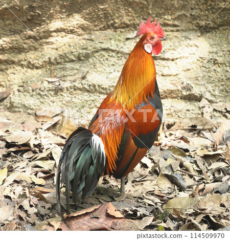 Rooster with red crest in farm 114509970
