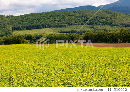 Photographing a midsummer sunflower field with the mountains in the background 114510020