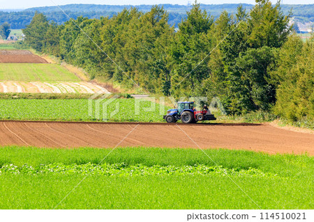 Tractor harvesting in a vast field 114510021