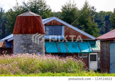 Landscape of a farm with cosmos fields and a silo 114510022