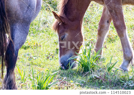 Horses eating grass 114510023