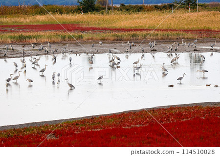 A grey heron searching for food in a river covered with red coral grass 114510028