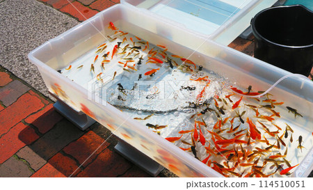 Scenery of goldfish swimming at a goldfish scooping stall Scenery of goldfish swimming at a goldfish scooping stall 114510051