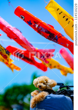 鯉魚旗與玩具貴賓犬 鯉魚旗與玩具貴賓犬 114510229