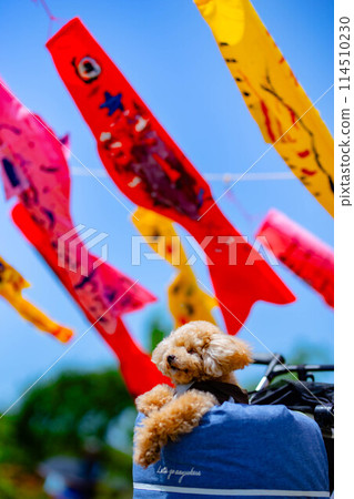 鯉魚旗與玩具貴賓犬 鯉魚旗與玩具貴賓犬 114510230