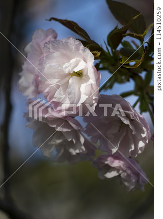 Japanese spring scenery, close-up of double cherry blossoms, blurred background Japanese spring scenery, close-up of double cherry blossoms, blurred background 114510259