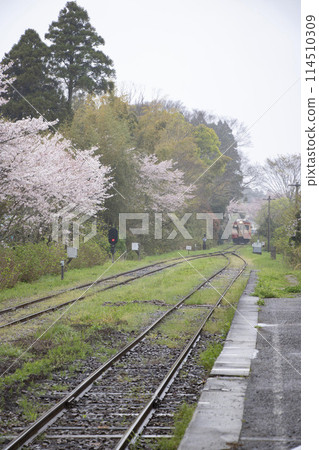 Japanese spring scenery, rural train, cherry blossoms and railroad tracks 114510309