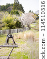 Japanese spring scenery, rural railway tracks and railway sign end mark 114510316