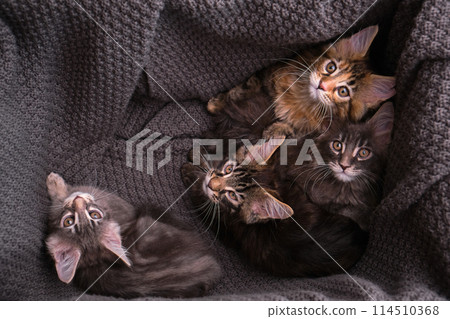 6 multi-colored Maine Coon kittens 2 months old in a box 114510368