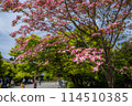 Beautiful blooming dogwood 114510385