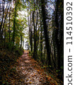 forest, path, road 114510392