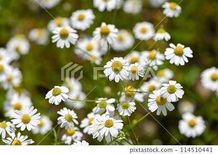 Chamomile Chamomile 114510441