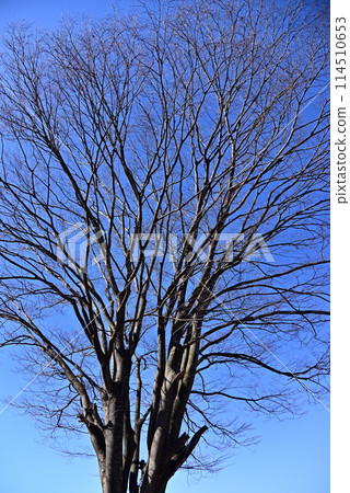 冬天死了 冬天死了 114510653