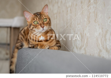 A charming Bengal cat lies relaxed on the sofa at home. A charming Bengal cat lies relaxed on the sofa at home. 114510772