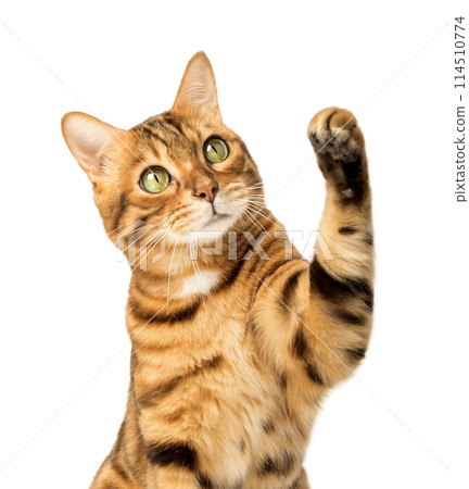 Cute Bengal cat on a white background with a raised paw. Cute Bengal cat on a white background with a raised paw. 114510774