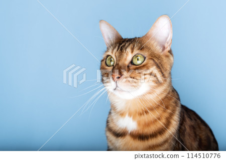 Head shot of a Bengal cat on a blue background. Head shot of a Bengal cat on a blue background. 114510776