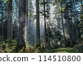 fabulous atmosphere in the forest of western Germany 114510800