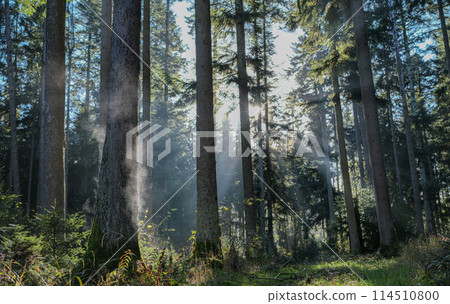fabulous atmosphere in the forest of western Germany fabulous atmosphere in the forest of western Germany 114510800