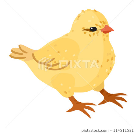 Chicken. Vector isolated illustration. Chicken. Vector isolated illustration. 114511581