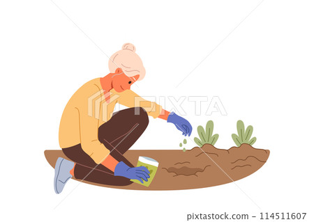 Elderly woman plants seeds in ground, planting flowers in garden or backyard of house 114511607