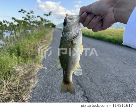 Black bass caught in the Gosan River in Kaizu City, Gifu Prefecture Black bass caught in the Gosan River in Kaizu City, Gifu Prefecture 114511617