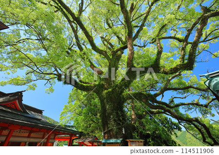 [Wakayama Prefecture] The giant camphor tree of Kumano Nachi Taisha Shrine 114511906