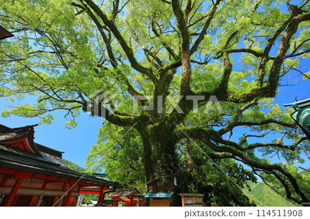 [Wakayama Prefecture] The giant camphor tree of Kumano Nachi Taisha Shrine 114511908