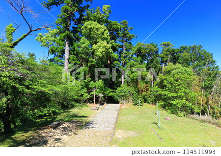 [Wakayama Prefecture] Daimonzaka slope on the Kumano Kodo trail, lush with fresh greenery 114511993