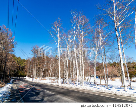 冬日陽光明媚的白樺林景觀 114512075