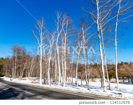 View of a birch forest on a sunny winter day View of a birch forest on a sunny winter day 114512076