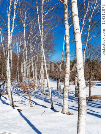 冬日陽光明媚的白樺林景觀 114512078