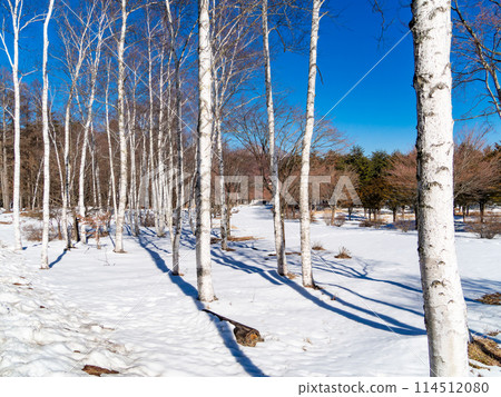 View of a birch forest on a sunny winter day 114512080