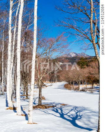 冬日陽光明媚的白樺林景觀 114512084