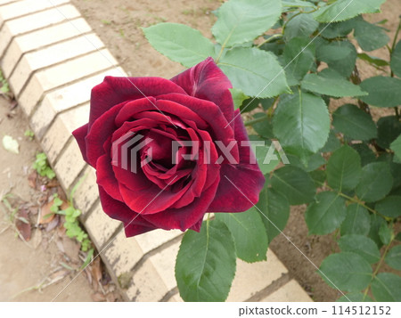 A rose with a profound feel (May 2024) 114512152